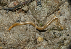 Henia vesuviana