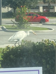Bubulcus ibis
