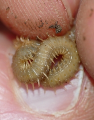 Henia vesuviana