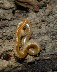 Henia vesuviana