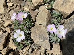 Oxalis adenophylla