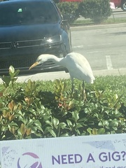 Bubulcus ibis