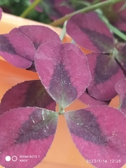 Puccinia oxalidis
