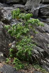 Alstonia muelleriana