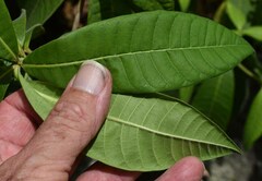 Alstonia muelleriana