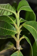 Alstonia muelleriana