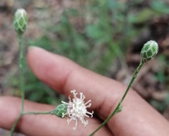 Acourtia scapiformis