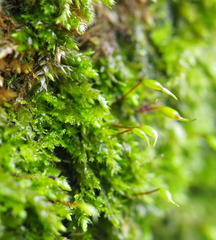 Rhynchostegium