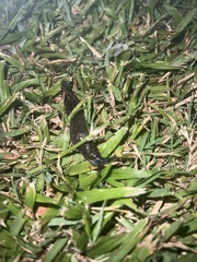 Urocyclidae