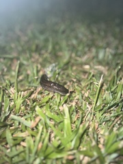 Urocyclidae