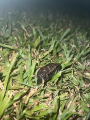 Urocyclidae