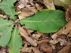 Acourtia scapiformis