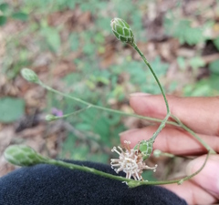 Acourtia scapiformis