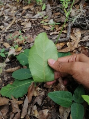 Acourtia scapiformis