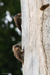 Gymnobucco peli