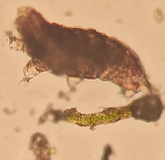 Eutardigrada