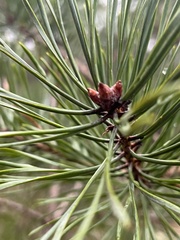 Pinus sylvestris