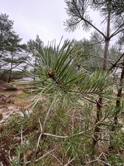 Pinus sylvestris
