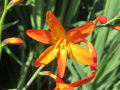 Crocosmia