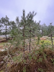 Pinus sylvestris