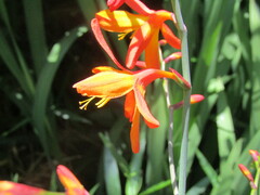 Crocosmia