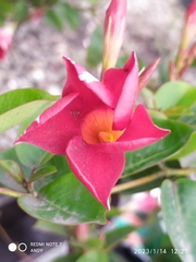 Mandevilla sanderi