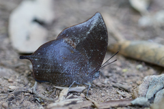 Memphis moruus