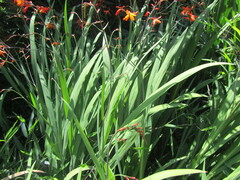 Crocosmia