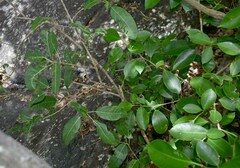 Ficus virens virens