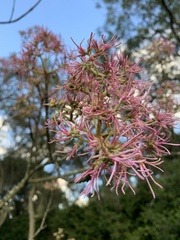 Chionanthus pubescens