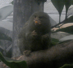 Cebuella pygmaea