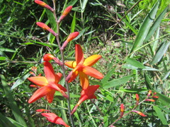 Crocosmia