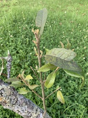 Chionanthus pubescens