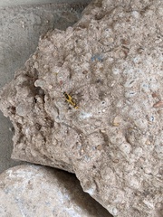 Chauliognathus scutellaris