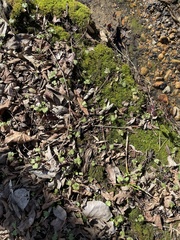 Ranunculus hispidus nitidus