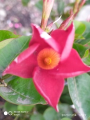 Mandevilla sanderi