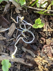 Ranunculus hispidus nitidus