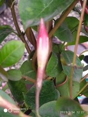 Mandevilla sanderi