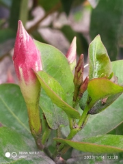 Mandevilla sanderi