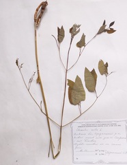 Clematis recta