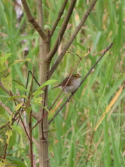 Ammodramus aurifrons