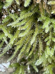 Eurhynchium striatum