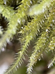Eurhynchium striatum