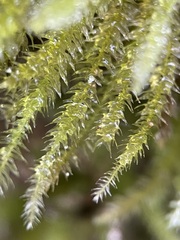 Eurhynchium striatum