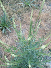 Reseda luteola
