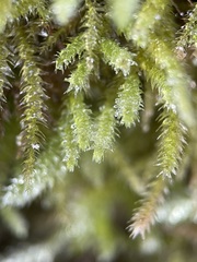 Eurhynchium striatum