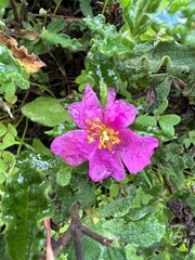 Cistus crispus