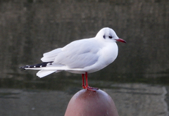 Chroicocephalus ridibundus