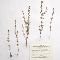 Veronica dillenii