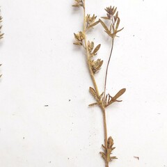 Veronica dillenii